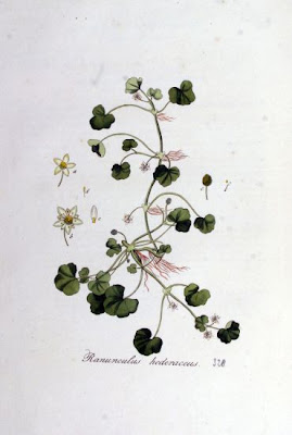 Ivy Leaved Crowfoot