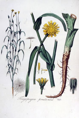 Goat's-beard