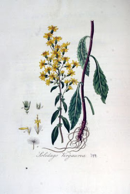 Woundwort