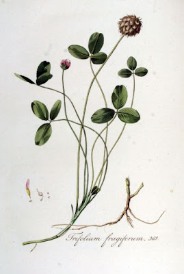 Erdbeerklee
