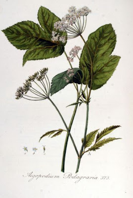 Goutweed Goutweed