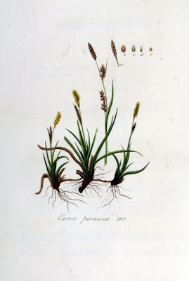 Carnat tonggrass Carnat tonggrass