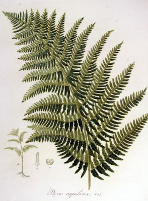 Bracken Bracken