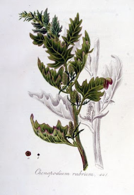 Saltmarsh Goosefoot