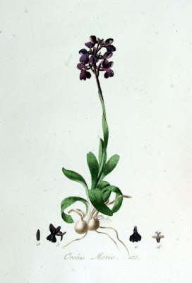 Green-winged orchid Green-winged orchid