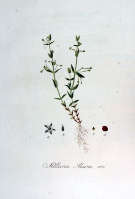Bog starwort Bog starwort