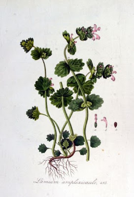 Lamium amplexicaule L.
