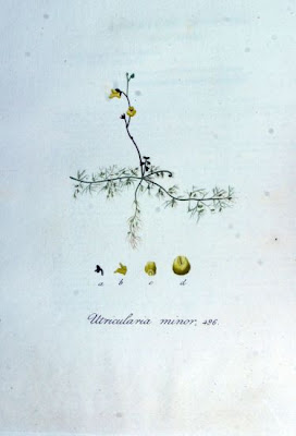 Erba-vescica minore