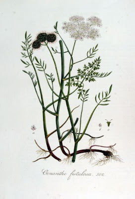 Water Lovage Water Lovage