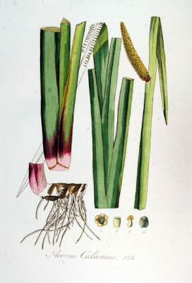 Acorus calamus L.