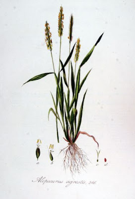 Black grass Black grass