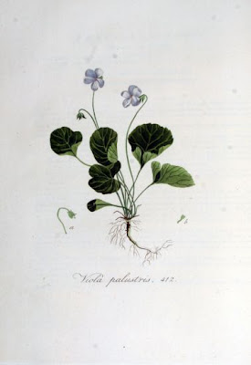Northern marsh violet Northern marsh violet