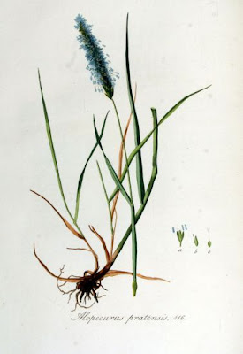 Golden foxtail grass