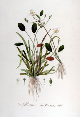 Alisma natans