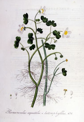 Ranunculus aquatilis L.