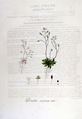 Draba verna,
spring draba,
spring Whitlowgrass