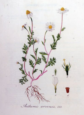 Field chamomile Field chamomile