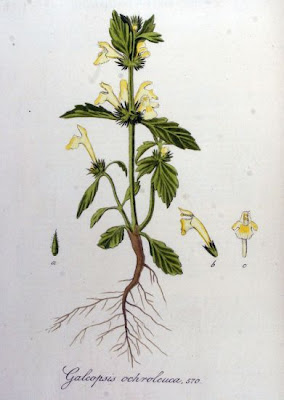 Galeopsis ochroleuca,
hemp-nettle