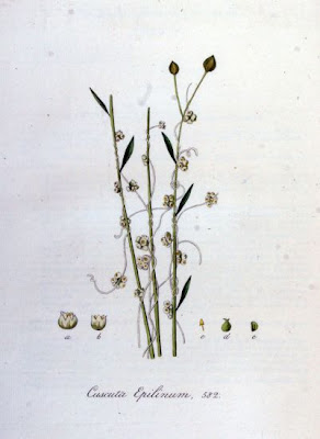 Cuscuta strozzalino Cuscuta strozzalino