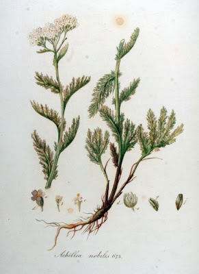 Achillea nobilis L.