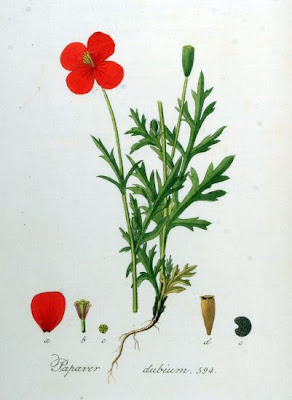 Saat-Mohn
