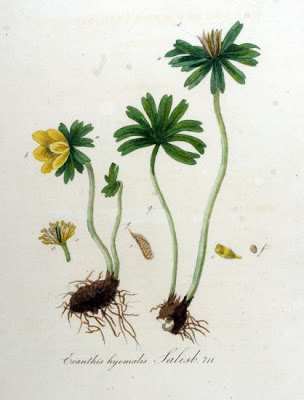 Eranthis hyemalis (L.) Salisb.
