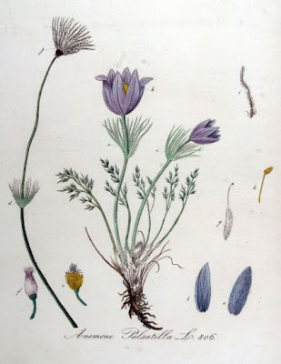 European pasqueflower European pasqueflower