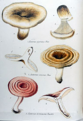Lactarius piperatus