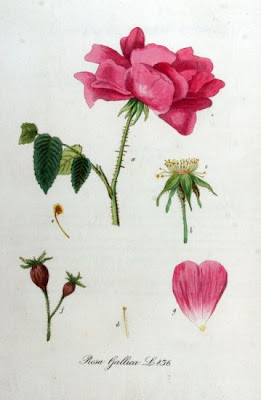 Hungarian rose Hungarian rose