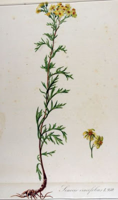 Jacobaea erucifolia,
Senecione serpeggiante
