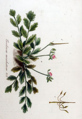 Musky stork's-bill