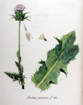 Blessed milk thistle Blessed milk thistle