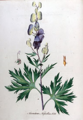 Garden monkshood