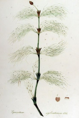Equisetum sylvaticum L.