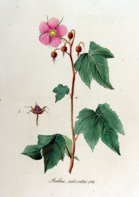 Flowering raspberry