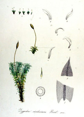 Zygodon moss