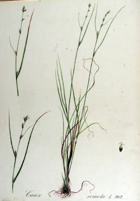 Carex remota L.