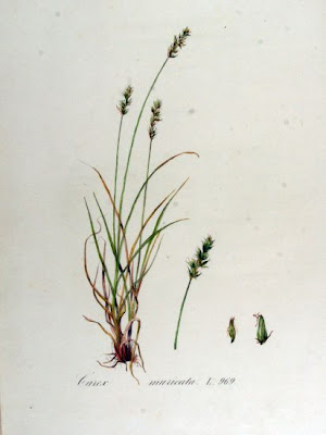 Carice di Paira