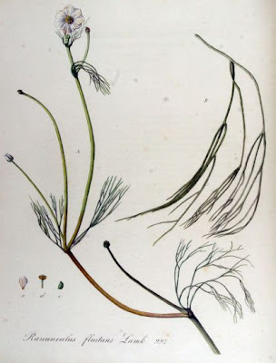 Ranunculus fluitans,
Ranuncolo fluitante,
River Water Crowfoot