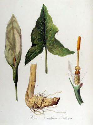 Arum italicum Miller