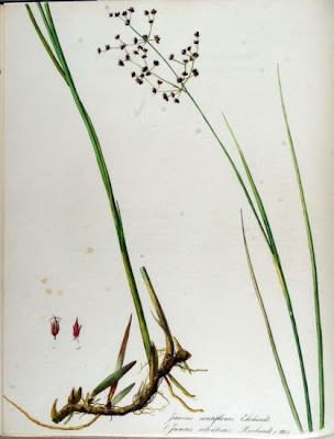 Juncus acutiflorus,
Giunco a fiori acuti,
Sharp Flowered Rush,
sharpflower rush