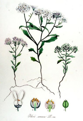 Iberis amara,
annual candytuft,
bitter candytuft,
bitterer Bauernsenf,
Gr&uuml;tzblume,
Iberide bianca,
rocket candytuft,
thlaspi blanc,
t&eacute;raspic