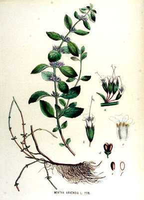 Mentha arvensis L. subhyb. veronensis Lebeau