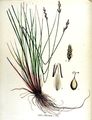 Hoary Sedge Hoary Sedge