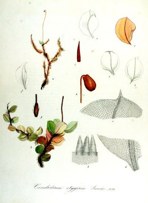 Cinclidium moss Cinclidium moss