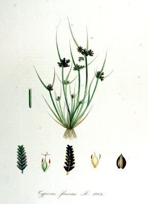 Cyperus fuscus L.