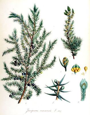Common juniper Common juniper