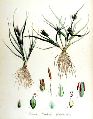 Carex oederi,
,
Carice di Oeder