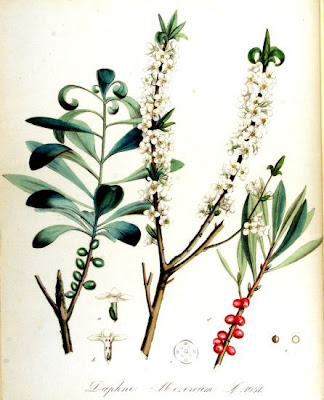 Camalea