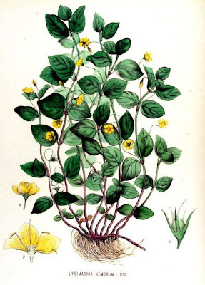 Yellow pimpernel